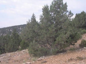 yerel_net_ard___5.jpg