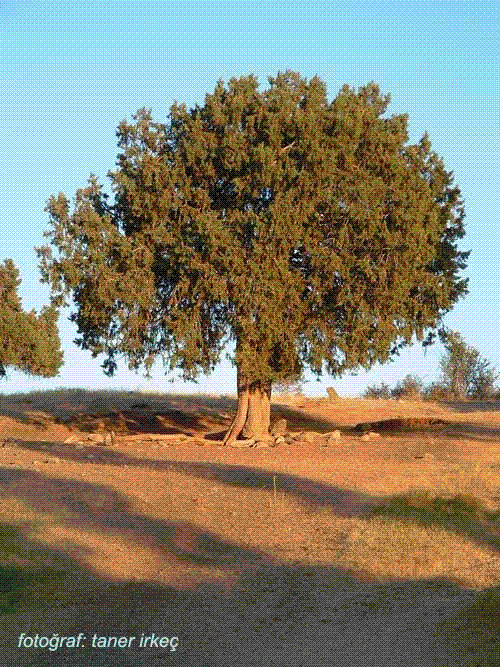 2.gif