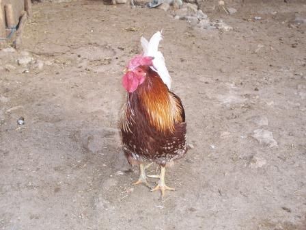 bayram1.jpg