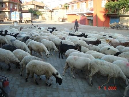 madenli7.jpg